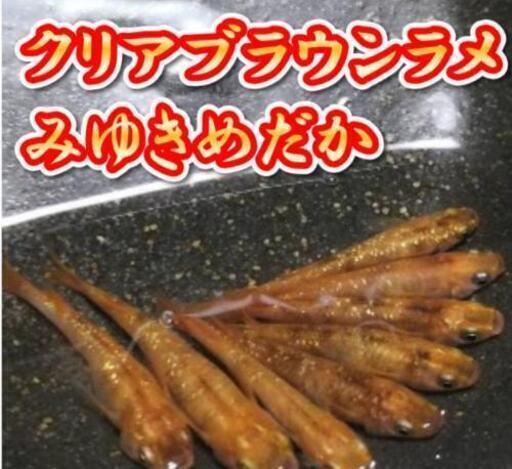 クリアブラウンラメみゆきめだかの卵