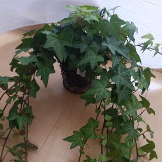 伸び伸びアイビー（ヘデラ）