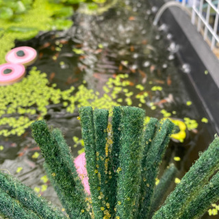 雲州３色の有精卵の画像