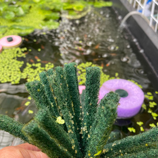 雲州３色の有精卵の画像