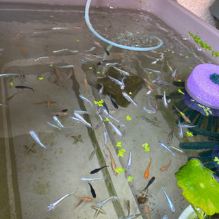 めだか、MIXの卵か針子30の画像