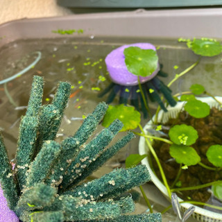 めだか、MIXの卵か針子30の画像