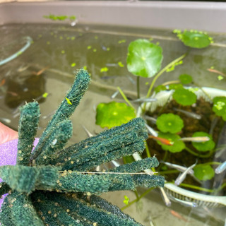 めだか、MIXの卵か針子30の画像