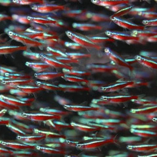 持て余した小型熱帯魚、メダカ 譲って頂けませんか？m(_ _)m