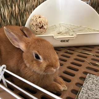 ネザーランドドワーフ
