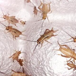 【配送OK】【広島】1匹10円以下。コオロギSML成虫 お譲り致します。爬虫類・両生類・小動物のエサ　ヨーロッパイエコオロギ（活餌、生き餌、デュビアやミルワームも可）【広島市】の画像