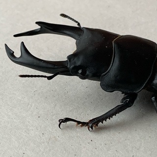 【今年成虫になった子です】値下げします。オオクワガタのオス76ミ...