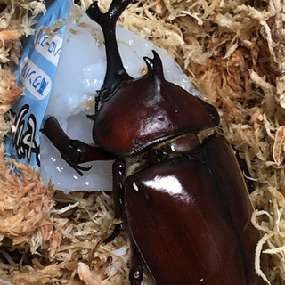 カブトムシ♂のみ差し上げます。