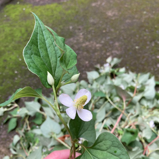 うちの花壇で採れたドクダミ
