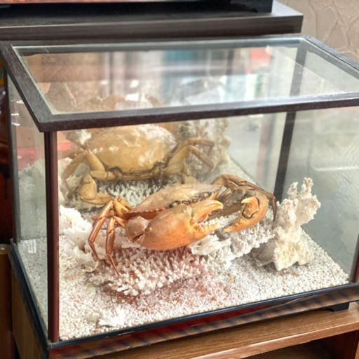 かにとサンゴの剥製