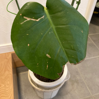 観葉植物　モンステラの画像