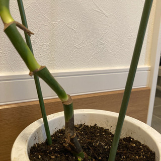 観葉植物　モンステラの画像