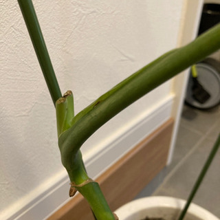 観葉植物　モンステラの画像
