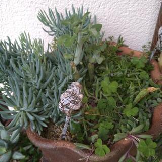 多肉植物各種有ります、持っていない品種と交換希望です。