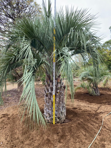 ココスヤシ(太め)再投稿