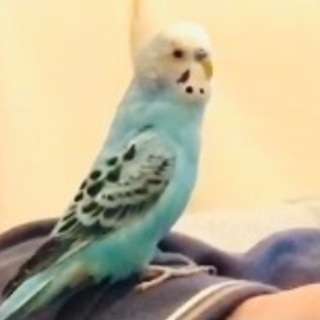 水色のセキセイインコを探しています