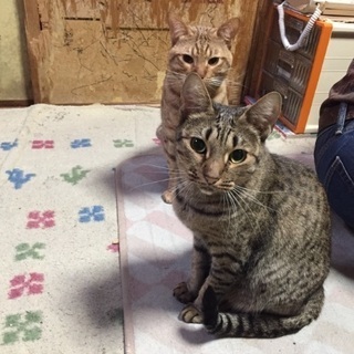 仲良し夫婦(ヒョウ柄オシキャット)受け付け、停止致します。
