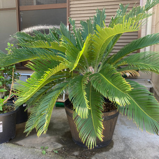 ソテツ　福岡県　引き取り限定 ソテツ 福岡県 引き取り限定 【公式通販】