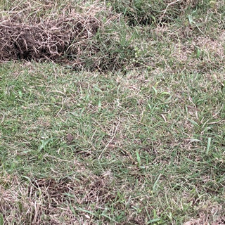 芝生  無料  2m✖️3.5m あとは持って帰るだけの画像