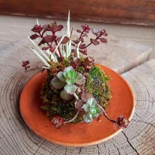 苔玉No.15シマセキショウ・多肉腫の苔玉