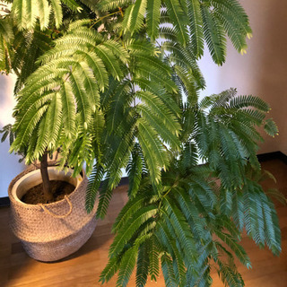 エバーフレッシュ　約2.2メートル エバーフレッシュ特大サイズまがり (Noeetyugo) 清水五条の家具の中古