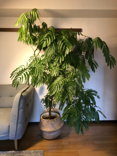 ★本日限定お値引き中★2メートル　幹太　エバーフレッシュ slide_0.jpg