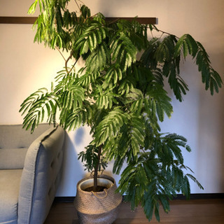 エバーフレッシュ特大サイズまがり (Noeetyugo) 清水五条の家具の中古