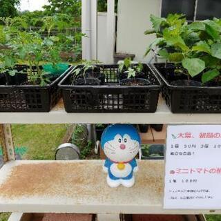 大葉🌱ミニトマトの苗　売ります。