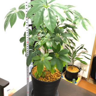 【取引終了】観葉植物