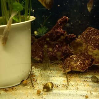 手長エビや淡水魚