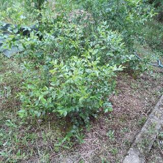 棗の木 棗の木の画像