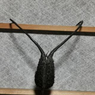 つのごま(悪魔の爪)の画像
