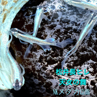 NKメダカCLUB 王華　天女の舞　有精卵　セット