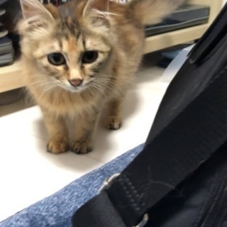 生後5ヶ月　♀の保護猫です