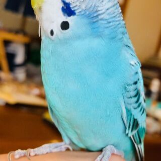 インコを探しています。