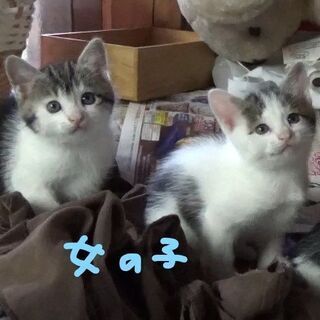 子猫の里親募集です