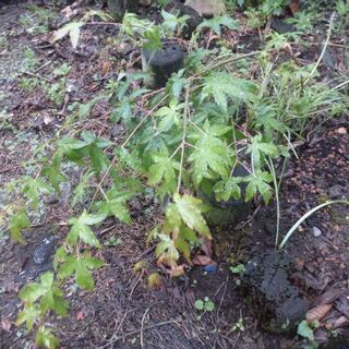 梅の木　カエデの木　苗　セット