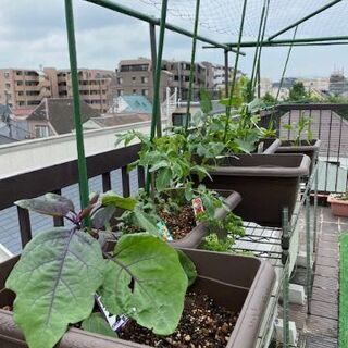 コタツがある女性専用シェアハウス！屋上菜園、お料理パーティーが人気！ - 三鷹市