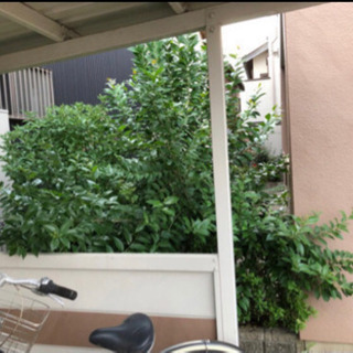 植栽の剪定して頂けませんか？