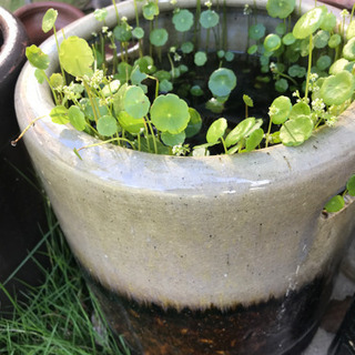 ウォーターマッシュルーム