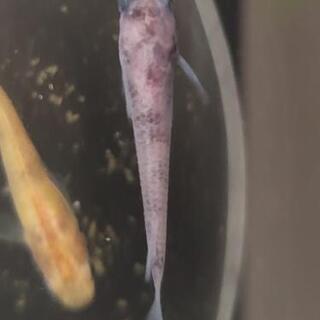 錦メダカ(ブチ)5匹