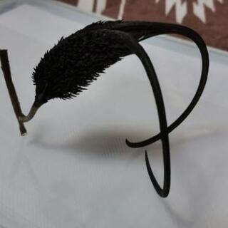 珍しい植物の画像