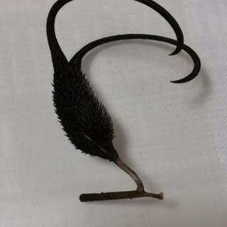 珍しい植物の画像