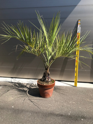 ココスヤシ　引き取り希望！　配達も可能！