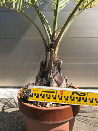 ココスヤシ　引き取り希望！　配達も可能！