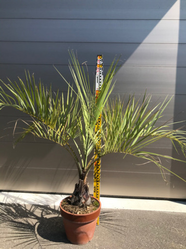 ココスヤシ　引き取り希望！　配達も可能！