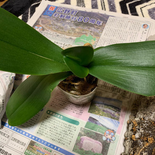 胡蝶蘭