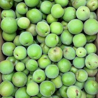 青梅　
収穫 予約