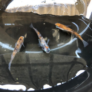 キング三色　１ペア+メスの画像