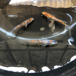 キング三色　１ペア+メスの画像